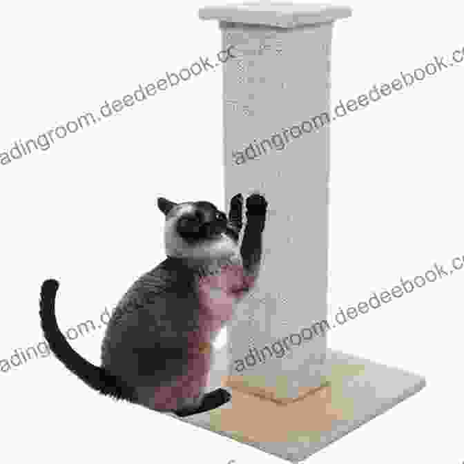 A Cat Scratching A Scratching Post. CAT TRAINING BASICS: HOW TO TRAIN YOUR CAT FOR BEST BEHAVIORS