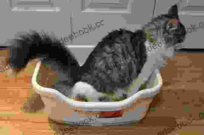 A Cat Using A Litter Box. CAT TRAINING BASICS: HOW TO TRAIN YOUR CAT FOR BEST BEHAVIORS