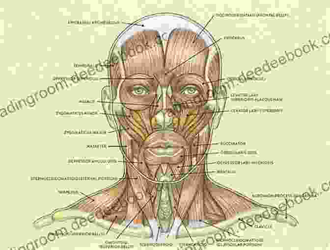 A Comprehensive Illustration Of The Facial Muscles, Showcasing Their Anatomical Features And Their Roles In Facial Expressions. Atlas Of Oral And Maxillofacial Anatomy