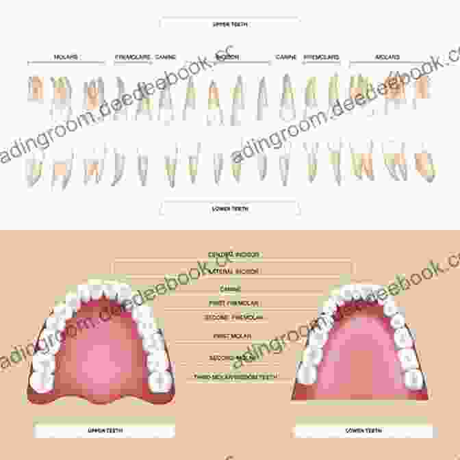 A Comprehensive Illustration Of The Human Dentition, Showcasing The Different Types Of Teeth And Their Anatomical Features. Atlas Of Oral And Maxillofacial Anatomy