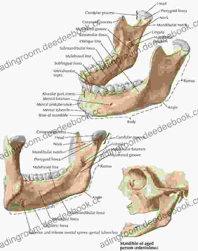 A Detailed Illustration Of The Human Mandible And Maxilla, Showcasing Their Anatomical Features And Articulation. Atlas Of Oral And Maxillofacial Anatomy