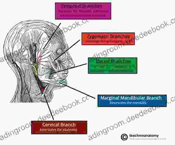 A Detailed Illustration Of The Vasculature And Innervation Of The Oral And Maxillofacial Region, Showcasing The Major Arteries, Veins, And Nerves. Atlas Of Oral And Maxillofacial Anatomy