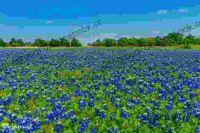 A Field Of Bluebonnets Blooming In Texas Touring Texas Gardens Jessie Gunn Stephens