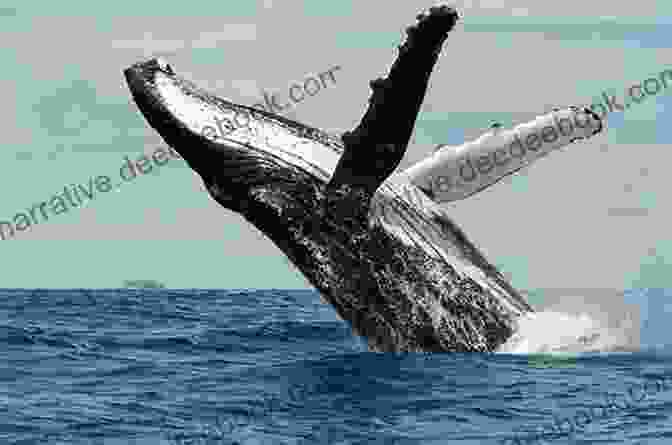 A Humpback Whale Breaching The Surface Of The Ocean. The Music Of The Sea