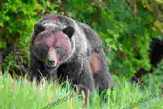 A Majestic Grizzly Bear In The Rocky Mountain Unit Hiding In Montana (Rocky Mountain K 9 Unit 3)