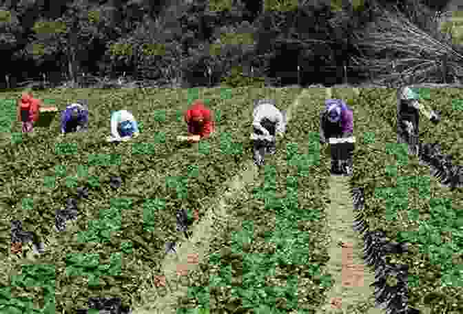 A Migrant Worker Picking Fruits In A Field Chasing The Harvest: Migrant Workers In California Agriculture (Voice Of Witness)