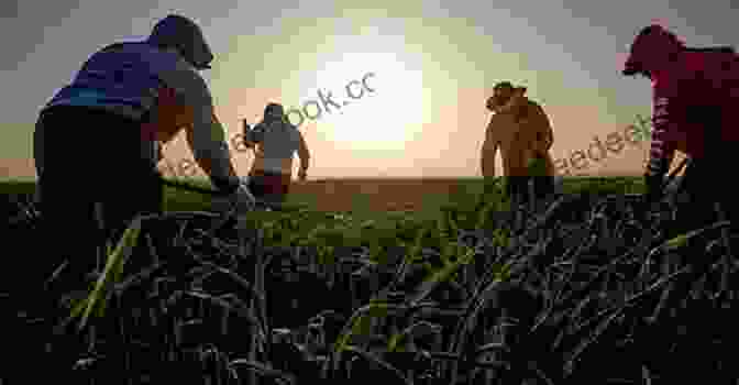 A Migrant Worker Working In A Field In The Hot Sun Chasing The Harvest: Migrant Workers In California Agriculture (Voice Of Witness)