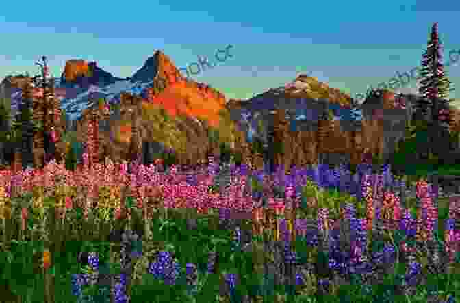 A Panoramic View Of A Mountain Range With Wildflowers In The Foreground Touring Texas Gardens Jessie Gunn Stephens