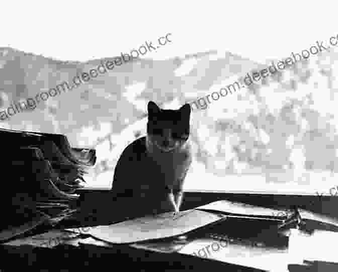 A Photograph Of Sun Valley The Hemingway Cat, Sitting On A Bed, Looking Over Its Shoulder At The Camera. Hemingway S Cats: An Illustrated Biography