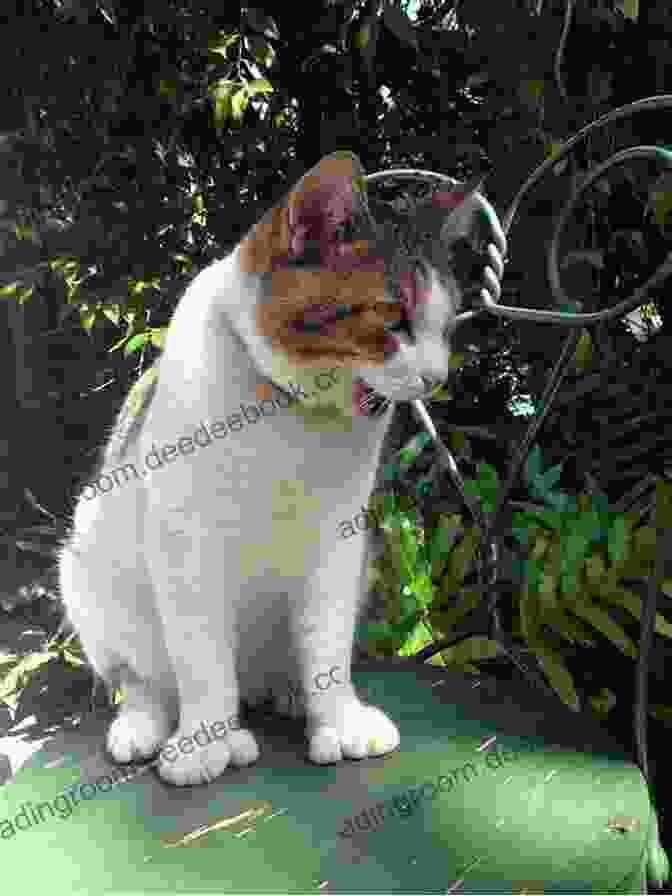 A Photograph Of Whitey The Hemingway Cat, Sitting On A Chair, Looking Directly At The Camera, With Its Back Arched Slightly. Hemingway S Cats: An Illustrated Biography