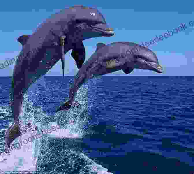 A Playful Dolphin Leaping Out Of The Water. What Am I?: 11 (Kids Poems + Animal Facts)