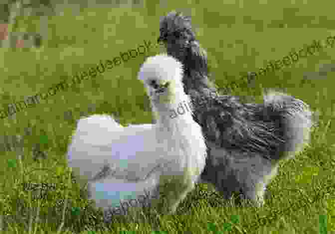 A Silkie Chicken With Fluffy Feathers SILKIES Silkie Chickens Or Silkies Owner S Manual