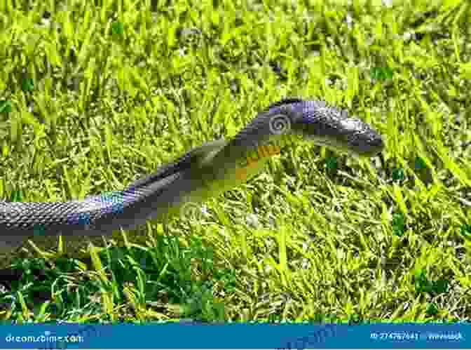 A Sleek Snake Slithering Through The Grass. What Am I?: 11 (Kids Poems + Animal Facts)