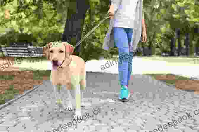 A Woman Walking With Her Dog In A Park Short Leash: A Memoir Of Dog Walking And Deliverance