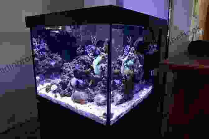 Avant Garde Marine Aquarium Community The Avant Garde Marine Aquarist: A 60 Year History Of Fish Keeping