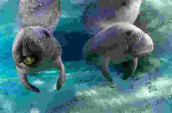 Close Up Of A Manatee Swimming In The Bay The Sand Dollar Inn (Manatee Bay 2)