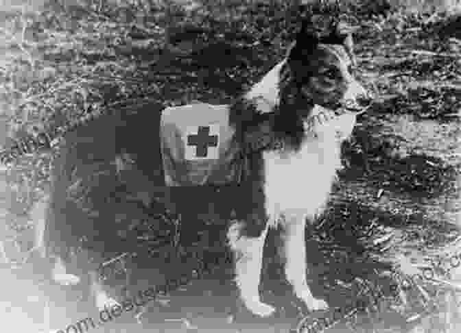 Darling Mercy, A White Dog With A Red Cross Armband, Standing In Front Of An Ambulance Darling Mercy Dog Of World War I (Dog Chronicles)