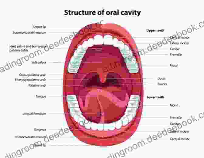 Detailed Illustration Of The Oral Cavity, Showcasing The Tongue, Teeth, Palate, And Surrounding Structures. Atlas Of Oral And Maxillofacial Anatomy