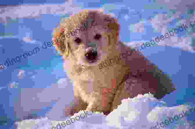 Puppy Playing In The Snow Ugsly Pugsly Goes To Hollywood With 15 Puppy Pictures For Kids Ages 6 9 (Little Readers #8)