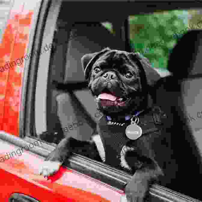 Puppy Riding In A Car Ugsly Pugsly Goes To Hollywood With 15 Puppy Pictures For Kids Ages 6 9 (Little Readers #8)