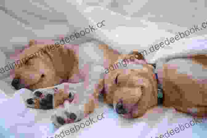 Puppy Sleeping In A Bed Ugsly Pugsly Goes To Hollywood With 15 Puppy Pictures For Kids Ages 6 9 (Little Readers #8)