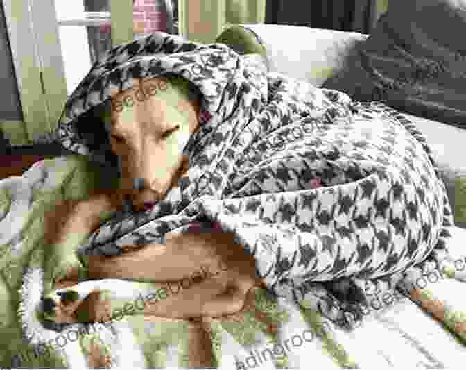 Puppy Sleeping In A Blanket Ugsly Pugsly Goes To Hollywood With 15 Puppy Pictures For Kids Ages 6 9 (Little Readers #8)